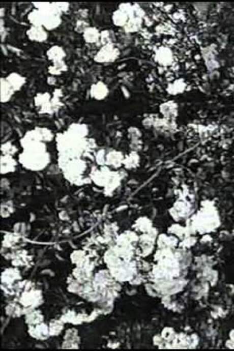 Jean Epstein or Cinema by Itself